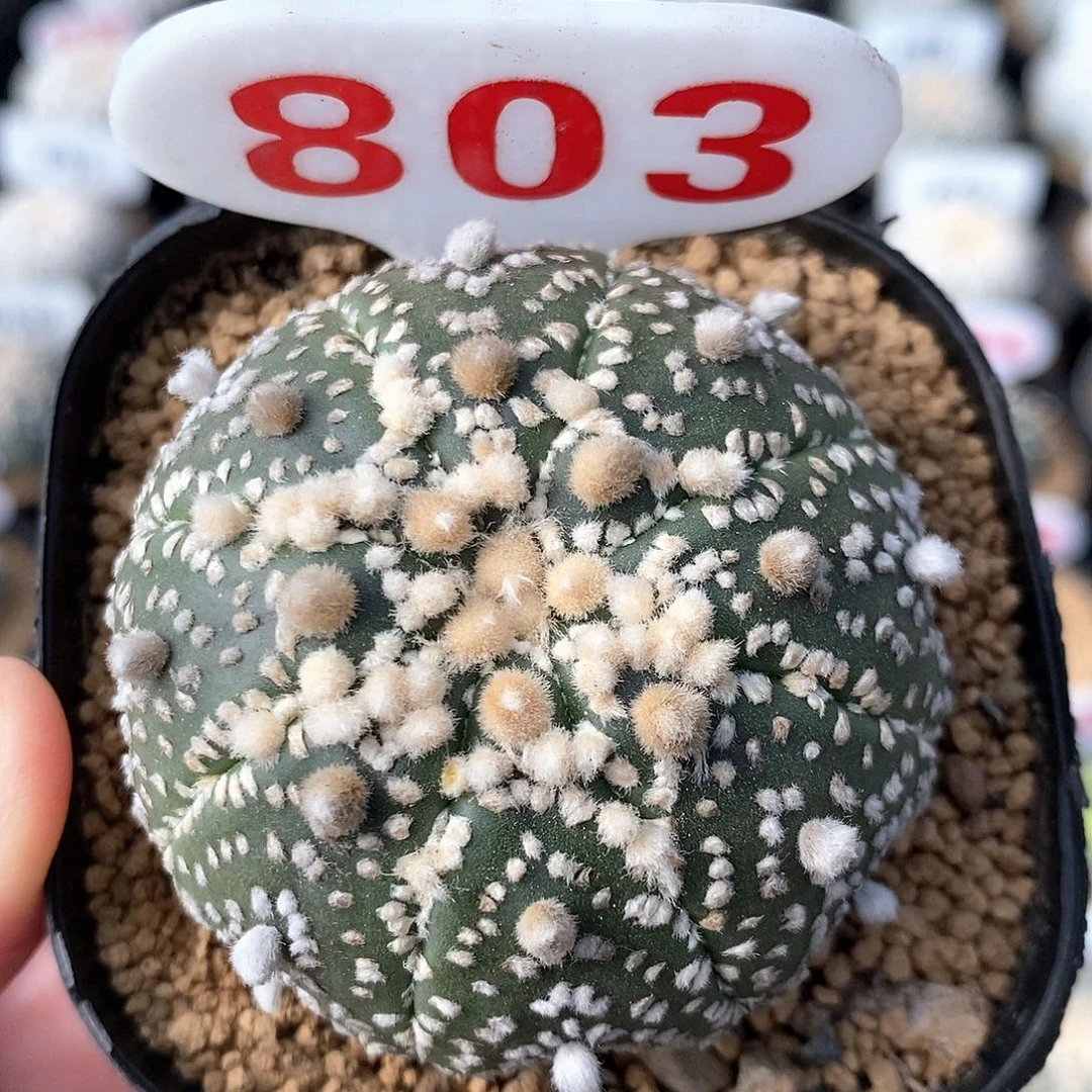 803花园兜特价福利来袭