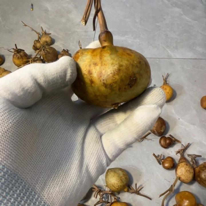 p***n葫芦葫芦葫芦葫芦