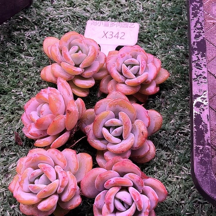 念*我是你的小可爱啊我的小可爱我是