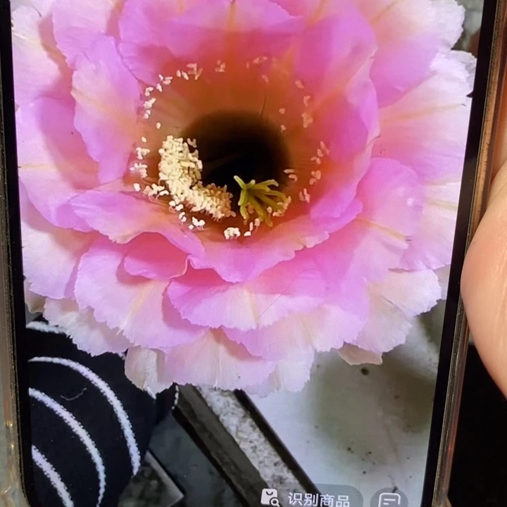 香香523号有根侧芽2公分左右