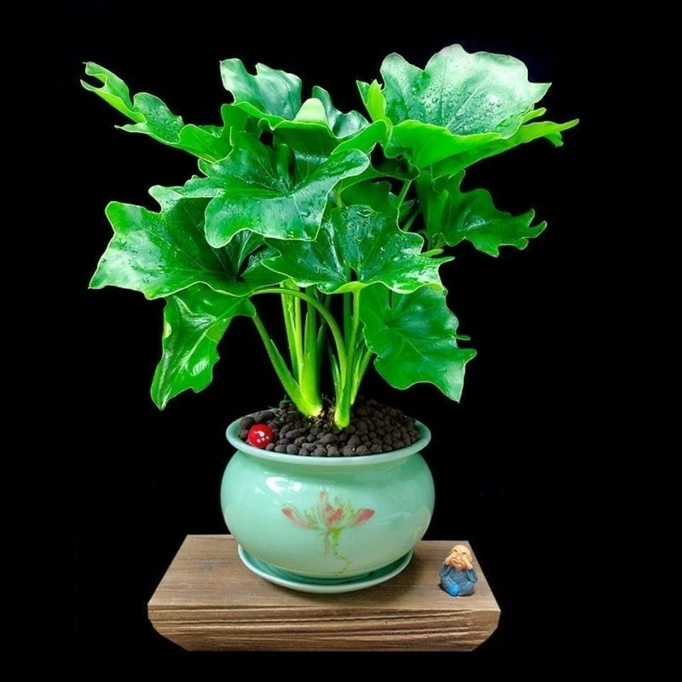 春羽植物盆栽室内四季常青好养活可净化空气的绿植