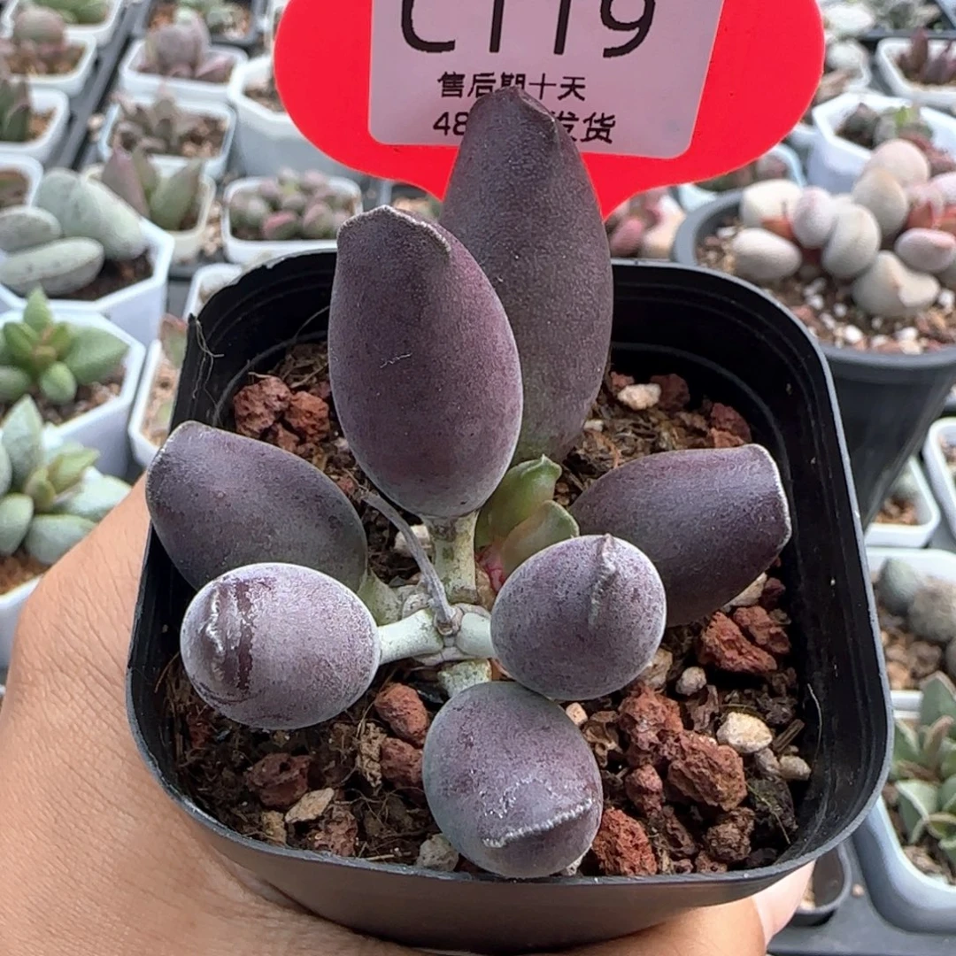 艺妓海豹。 119。