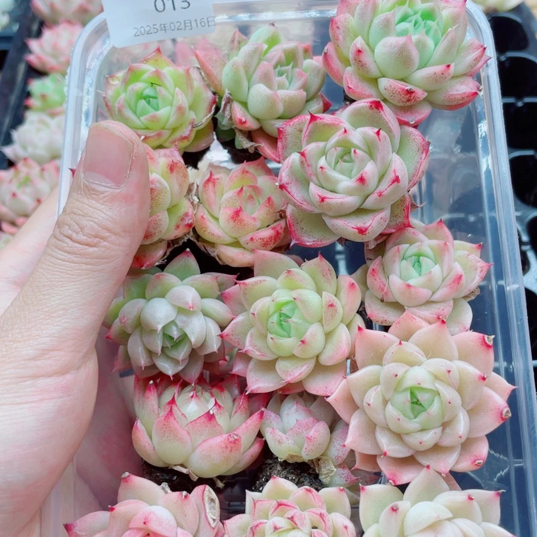 他咯就是沙拉酱013