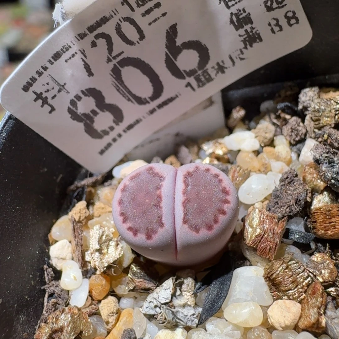 Sssss清仓出了806