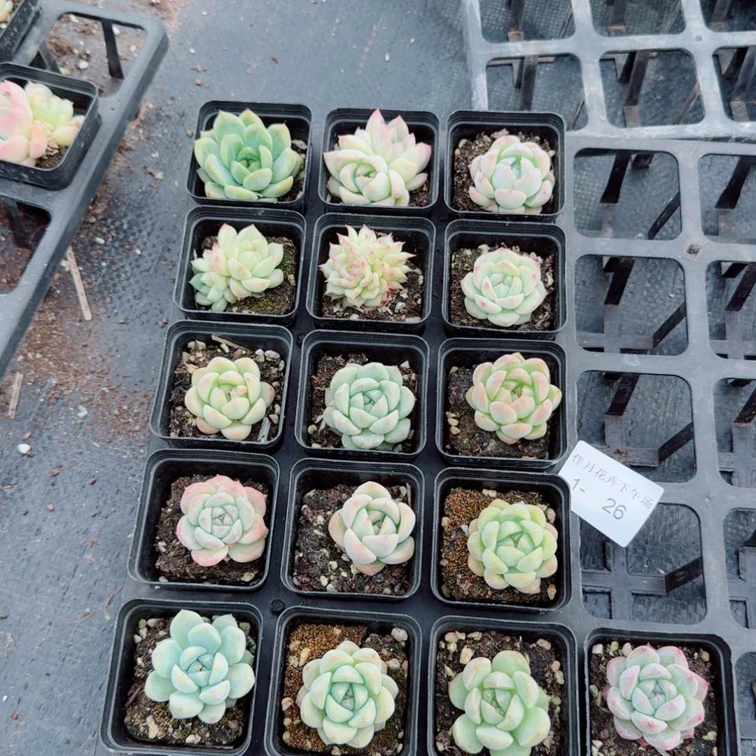 多肉杂交二十四颗量拍下午场1-26