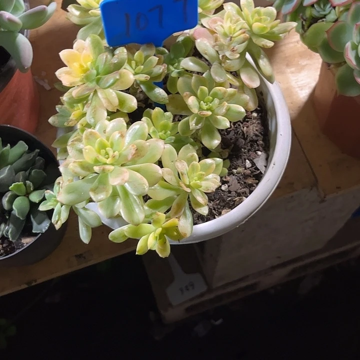 半***士00000000000000001077