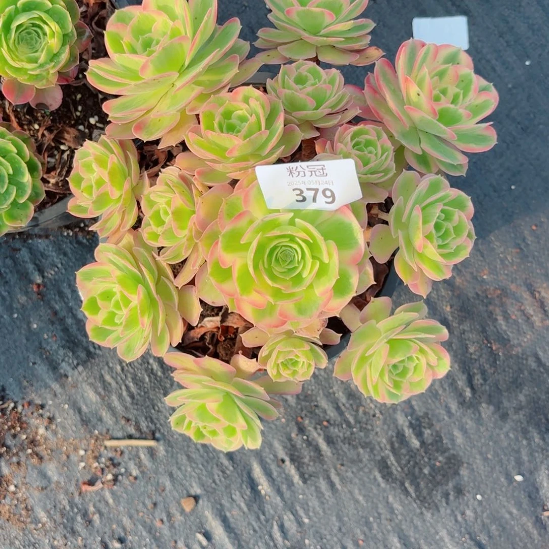 379 多肉植物法师锦