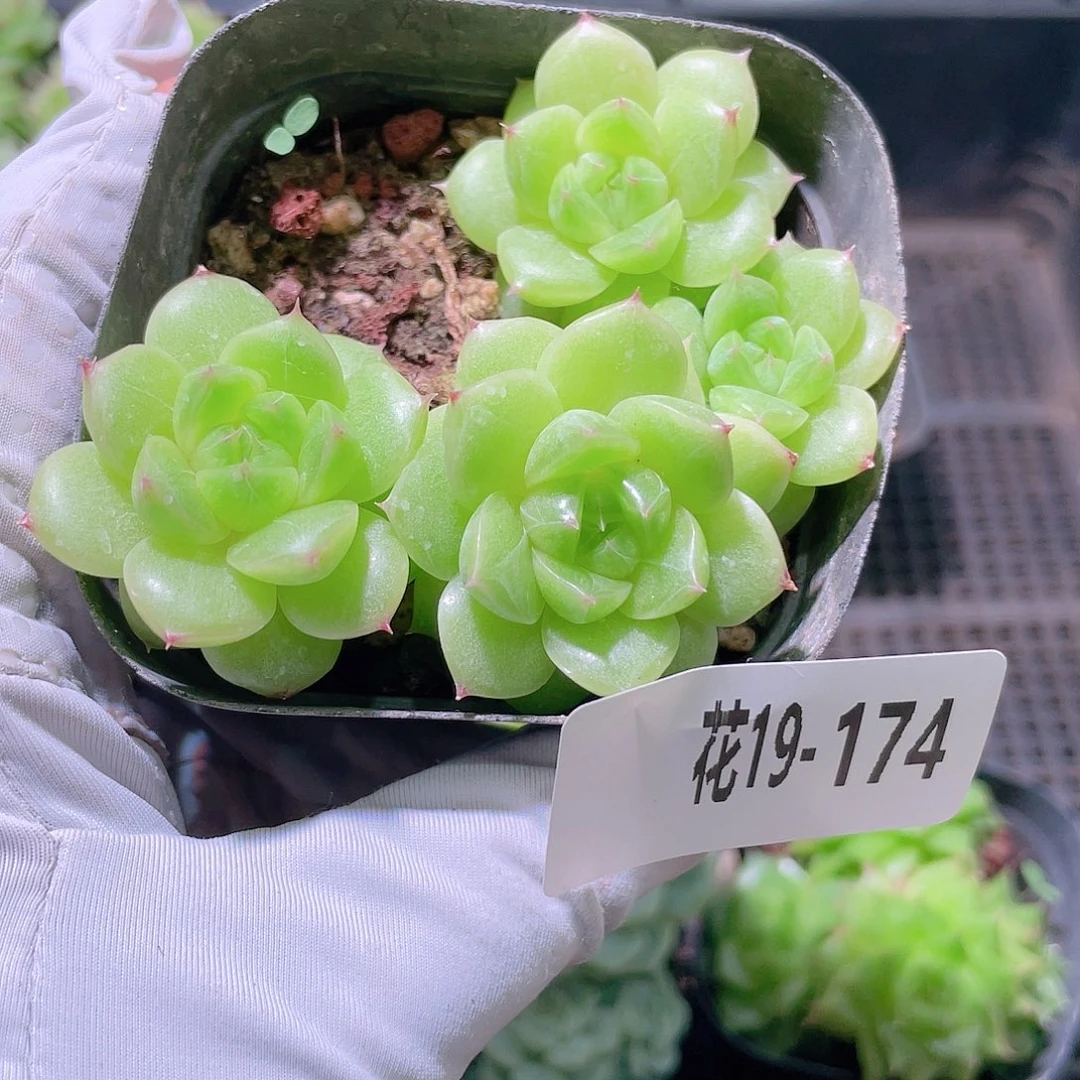 花利美19-174海王不包整