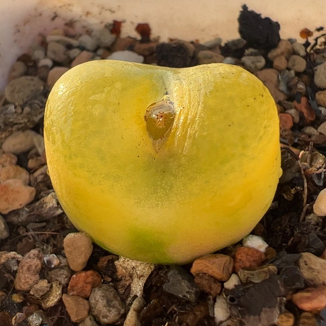 毛安贞多肉植物百科