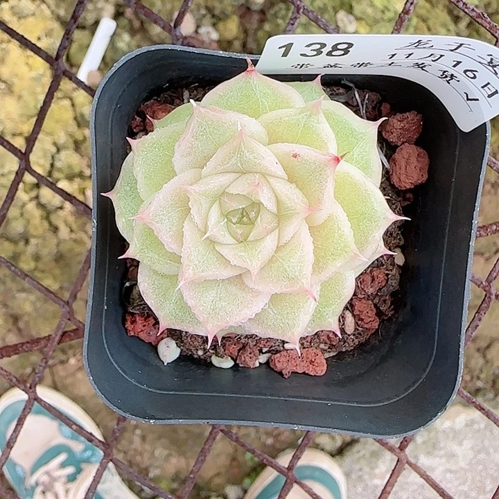 九***字1116-----138麦秆