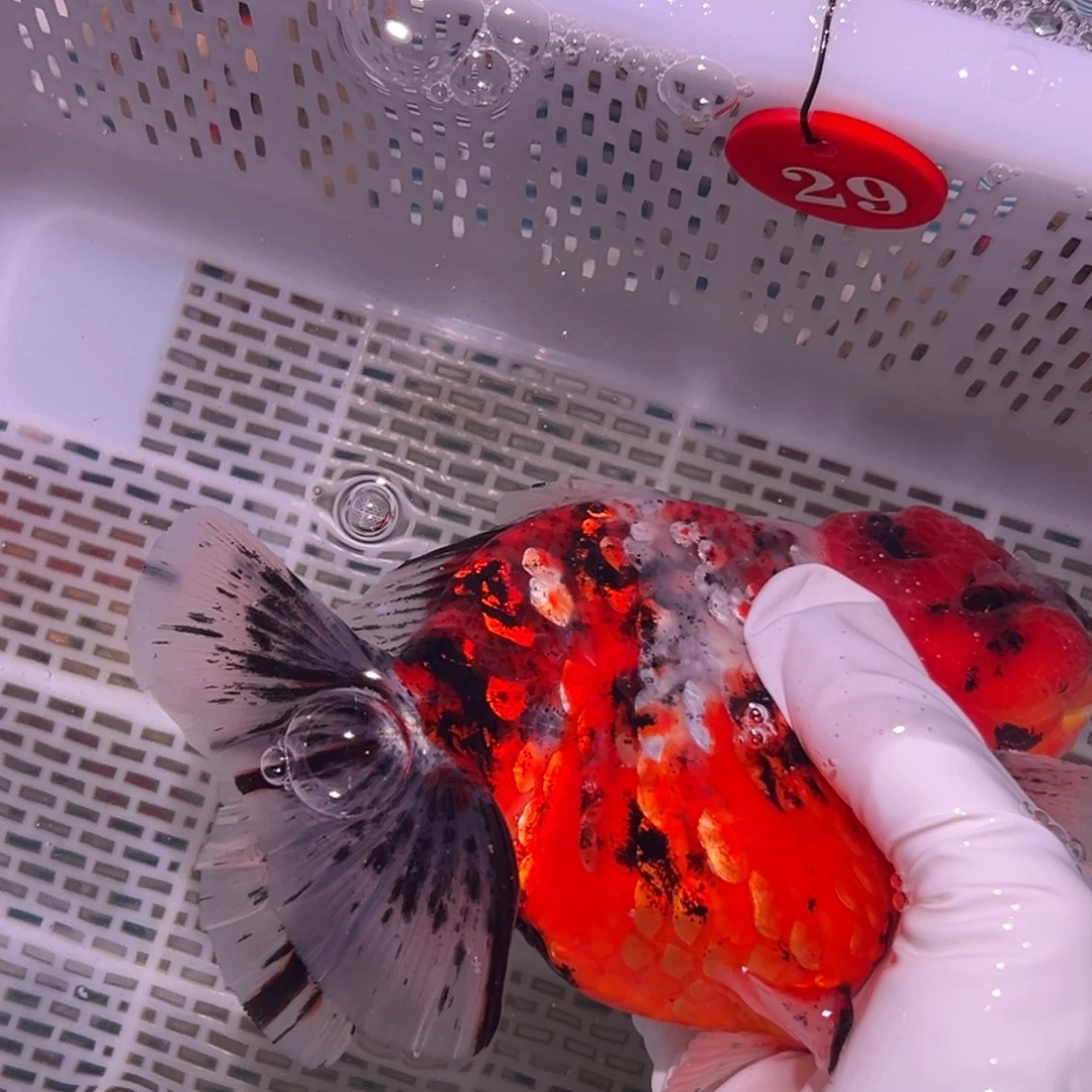 —****海水鱼你好点没有嘛你是在