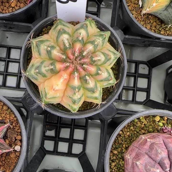 323-0207脱土发多肉