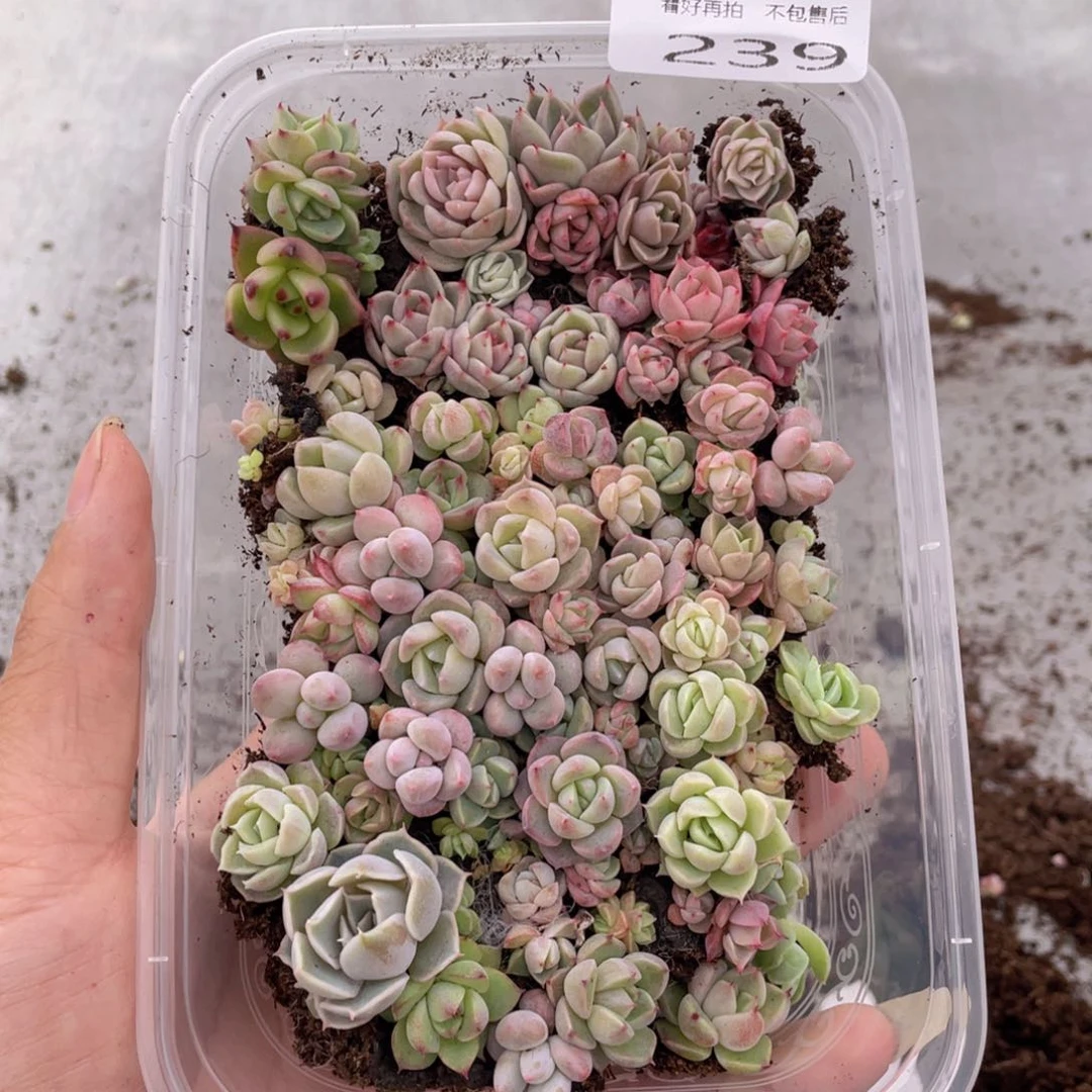 云糖心多肉植物239