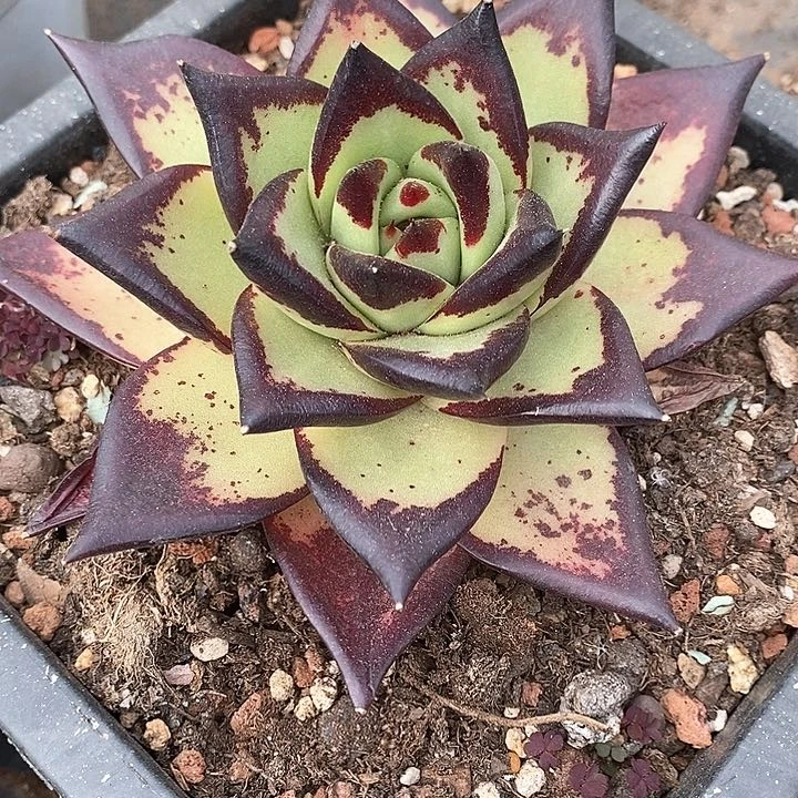 920————直播福利