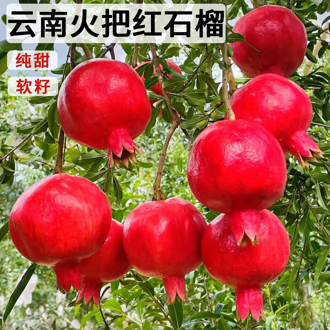 云南天使红软籽纯甜石榴黑金皇后石榴6/8/10个礼盒装精品红钻石榴