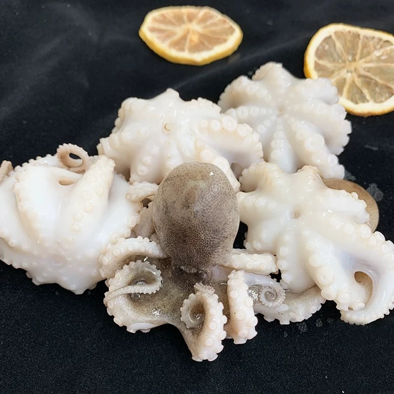 新鲜迷你小八爪鱼4个左右/斤