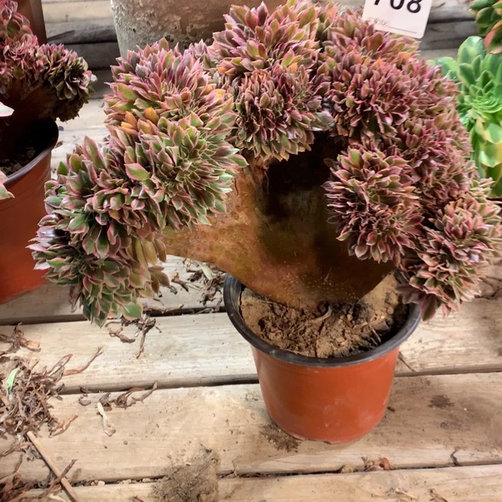 708女神缀多肉法师