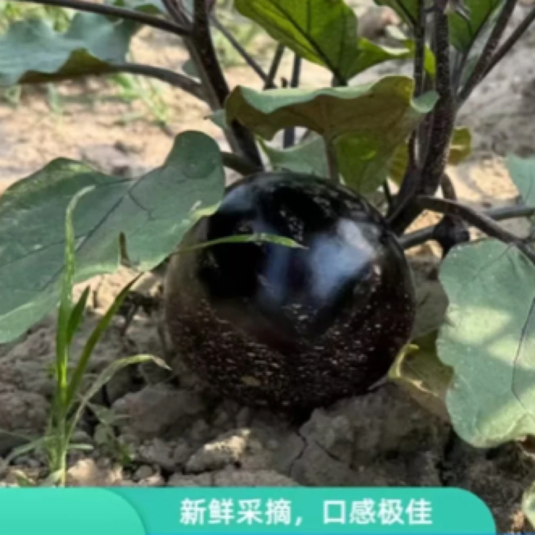 【梅花鹿发酵农家肥种植】北京本地茄子3.5-4斤（±2两）光圆茄子