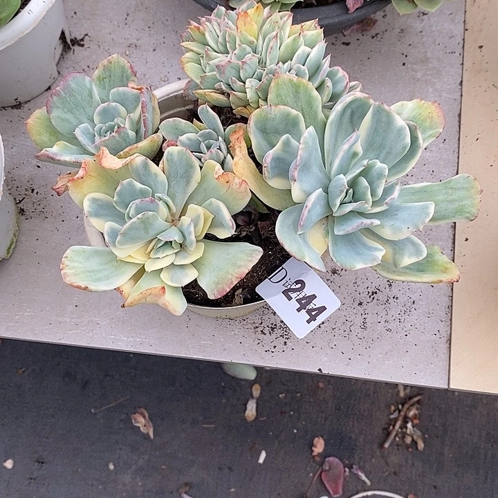 小***️244绮罗锦多肉植物多肉