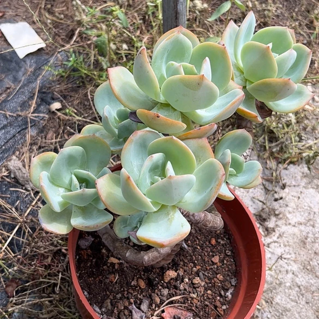 【闪购商品】无花朵开****果