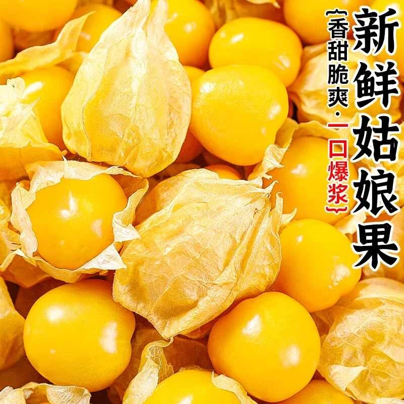 小姑娘果新鲜正宗东北灯笼果小果新鲜当季水果小黄菇娘果现摘