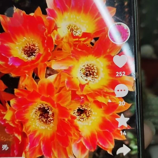 仙人球丽花阳光明媚姐妹侧芽