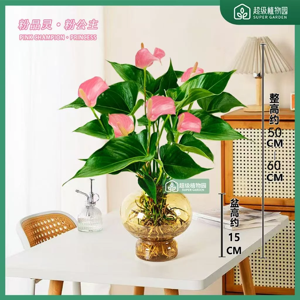 【带花发货】粉掌粉色水培花卉盆栽室内客厅办公室四季开花50-60cm