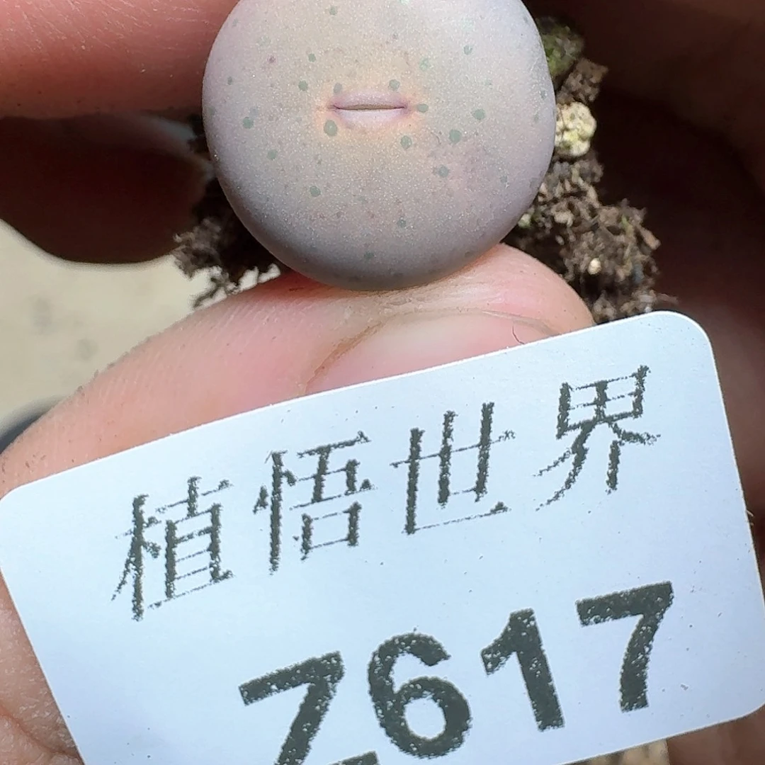 617盒多肉植物哇f g