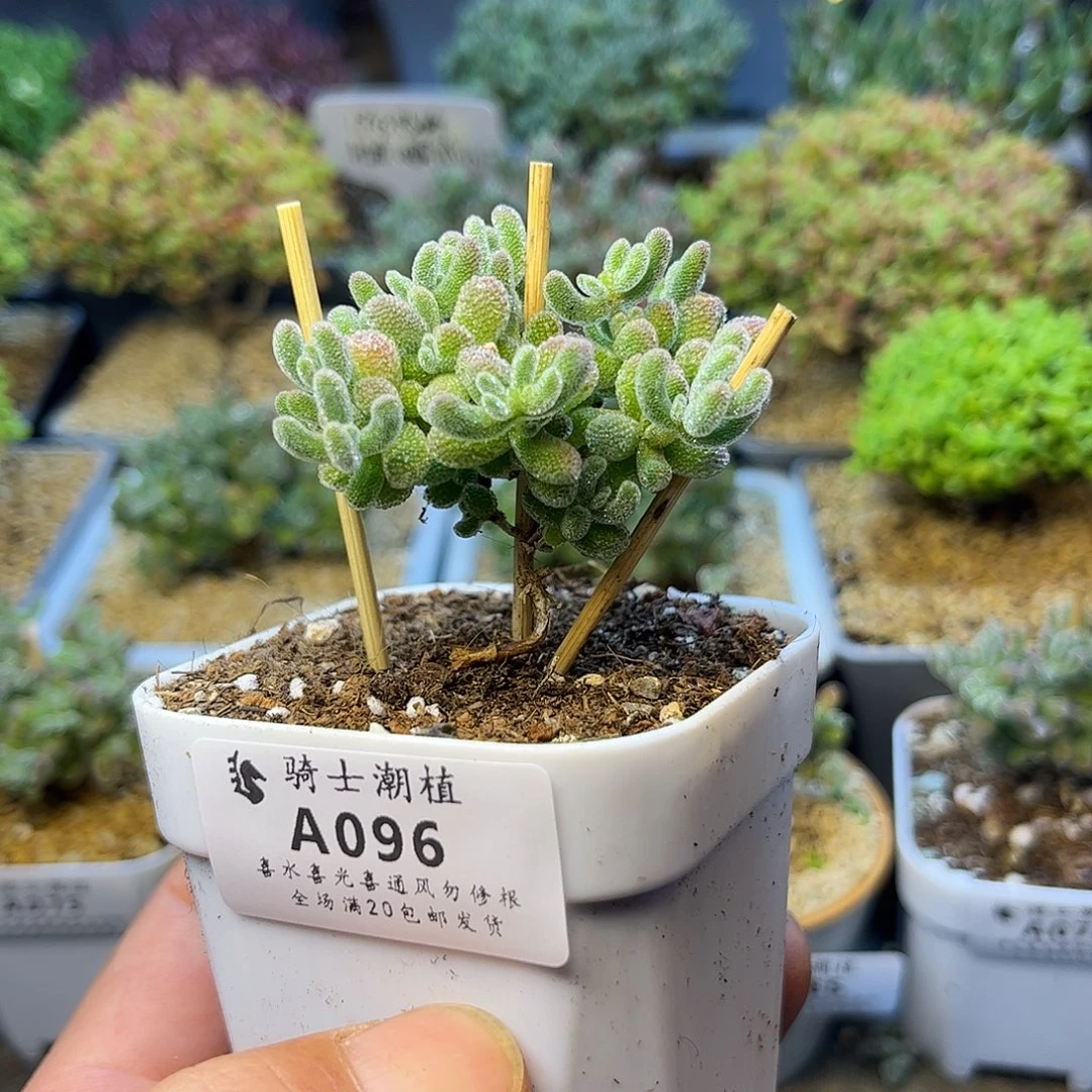 096优选冰晶造型枝干番杏