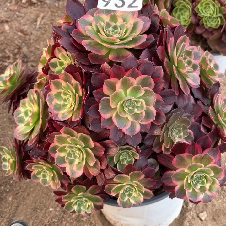 932多肉植物安娜