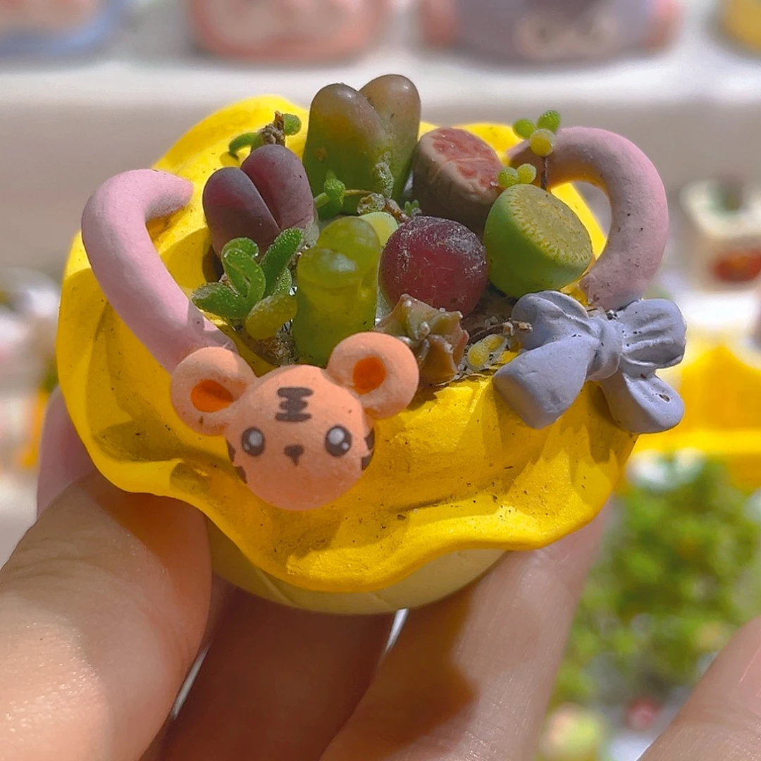 007花海高端多肉带盆带土