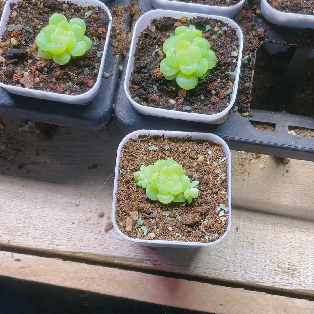 鲍**、黄财盆一个满25包邮