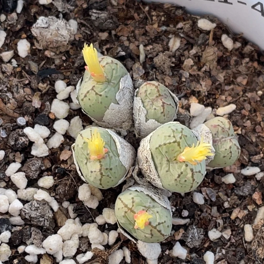 21-44荧光猴多肉植物