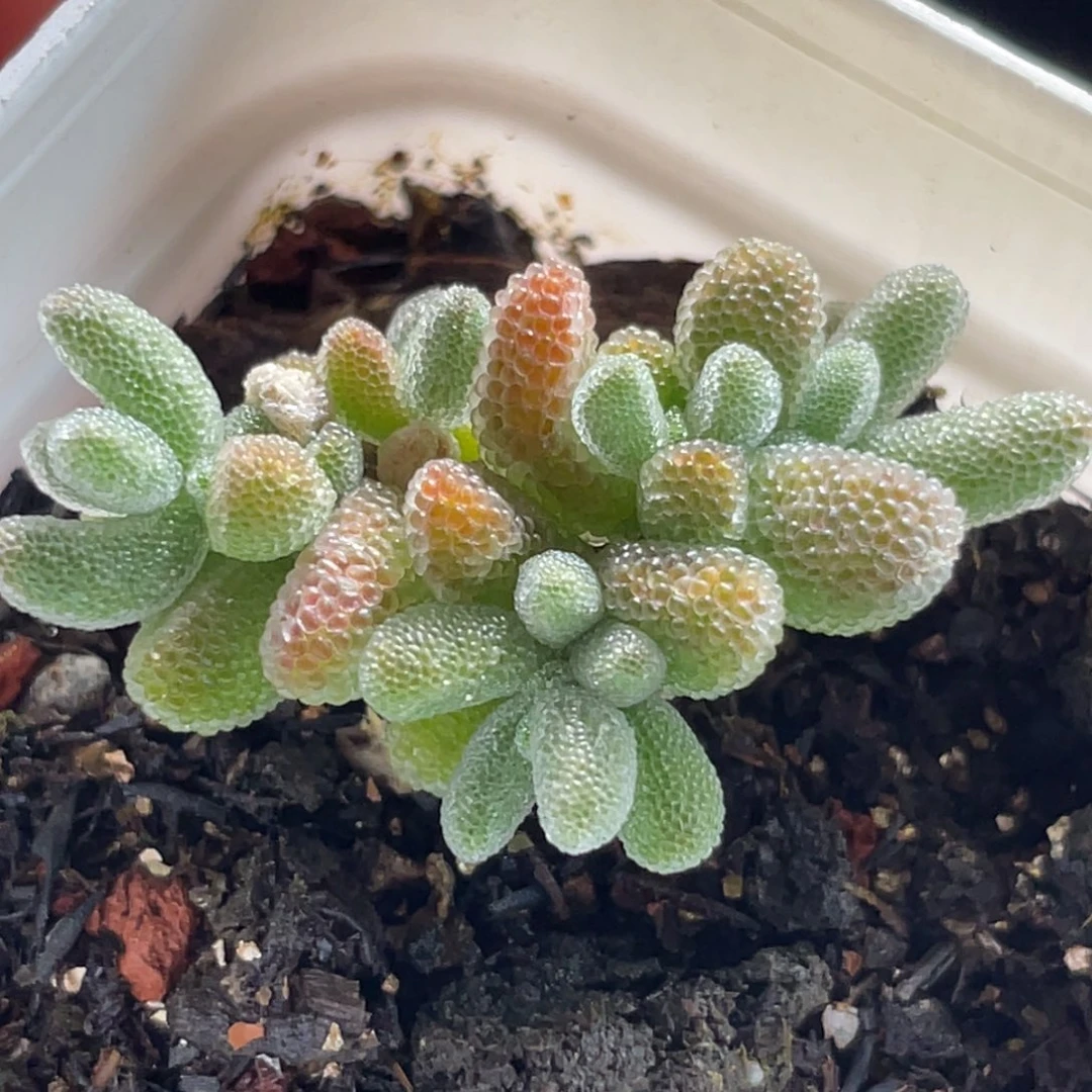 精选枝干一物一拍～23