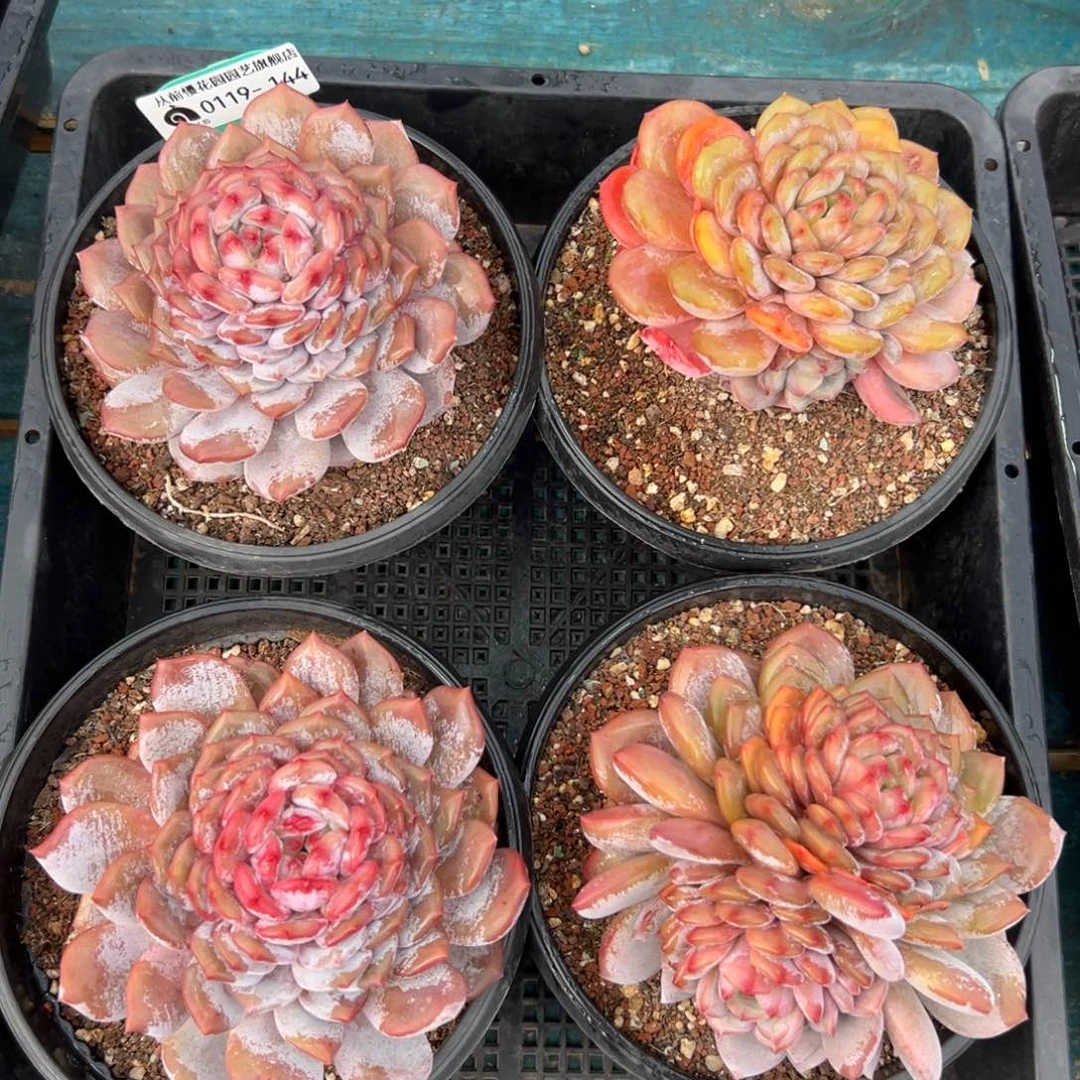 多肉一物一拍编号0119-144