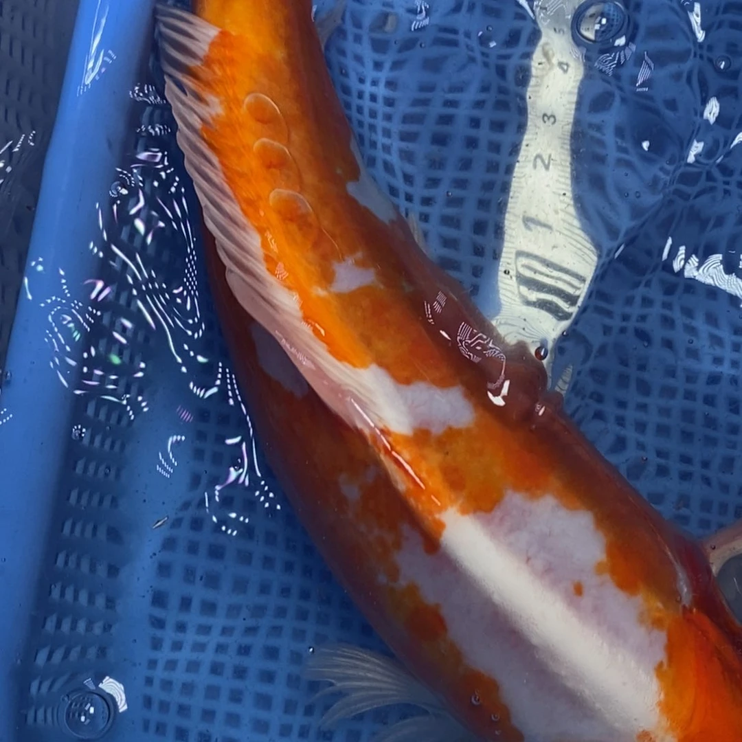 锦鲤冷水锦鲤包邮