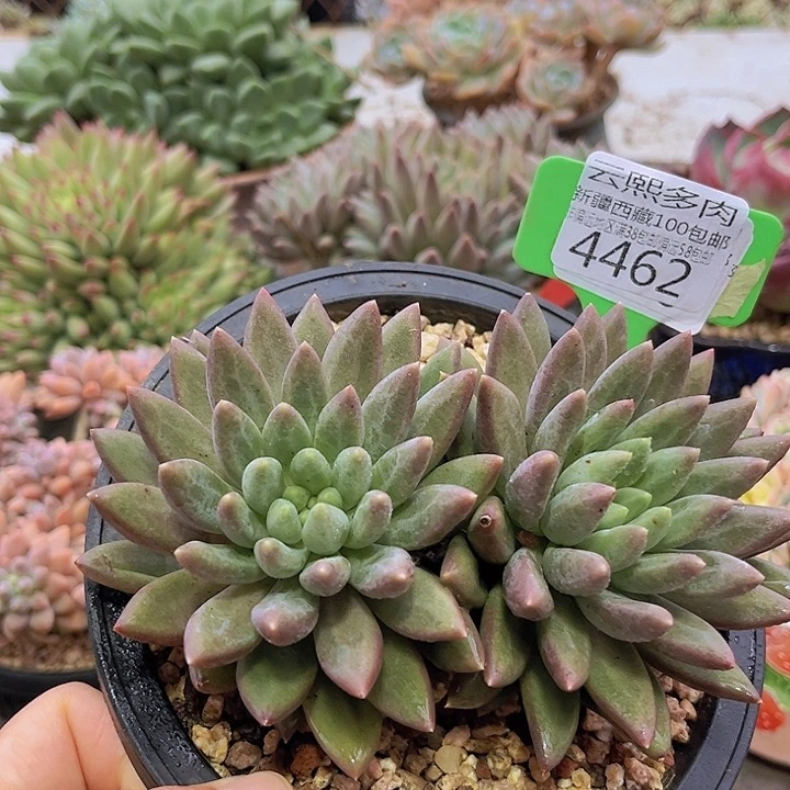 4462红蜻蜓。