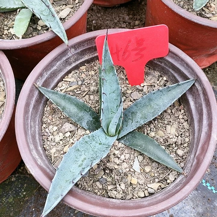 【闪购商品】无花朵龙舌兰赫瓦帝娜