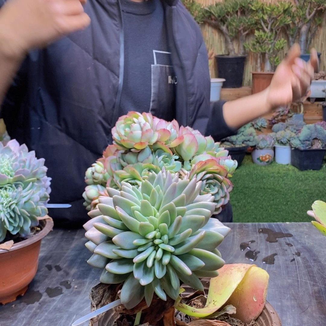 笼***?24号桃花源缀化