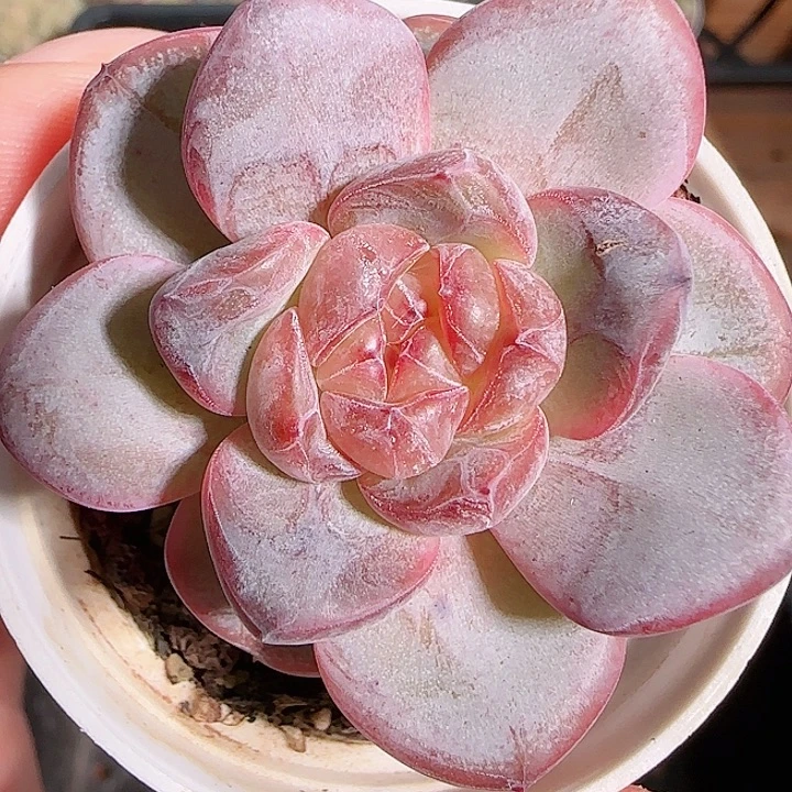 1115------143星星珍妮