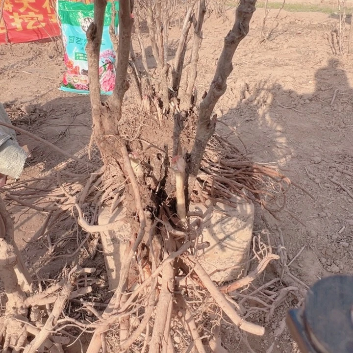 当前无花栽培后可以开花锦上添花