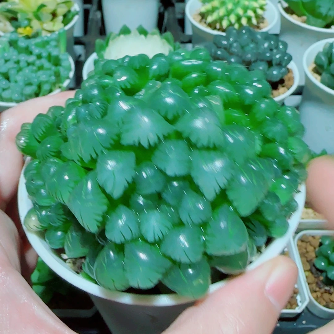 粉姬玉露群多肉植物