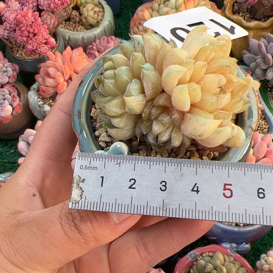 金*豆120 多肉植物组合盆栽