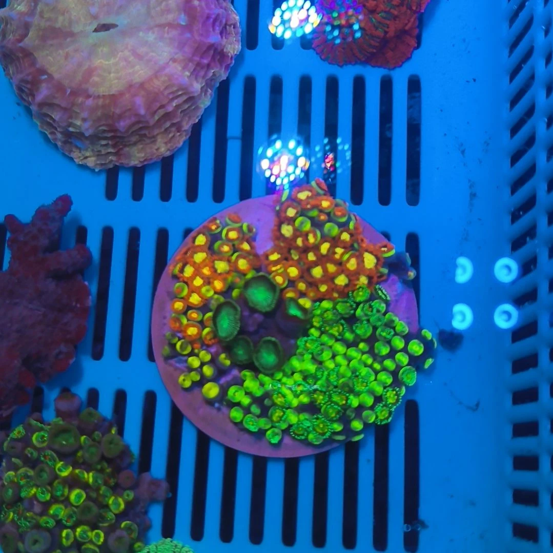 纽扣珊瑚纽扣拼盘一盘128