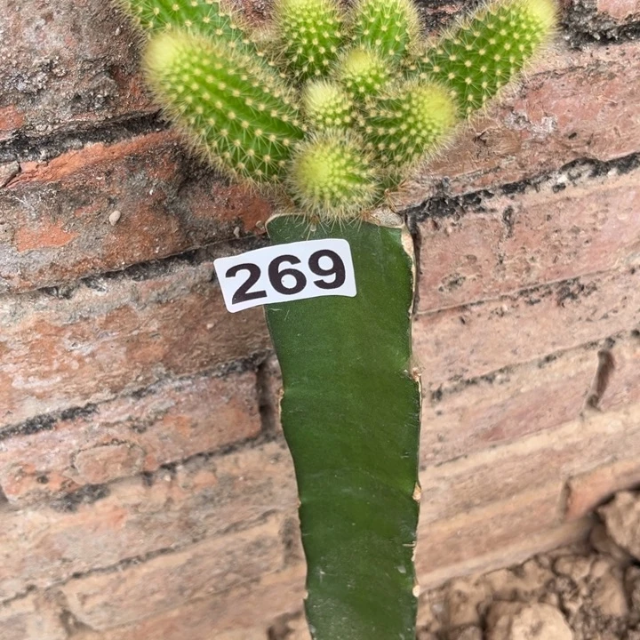 多头双色金妞一棵269