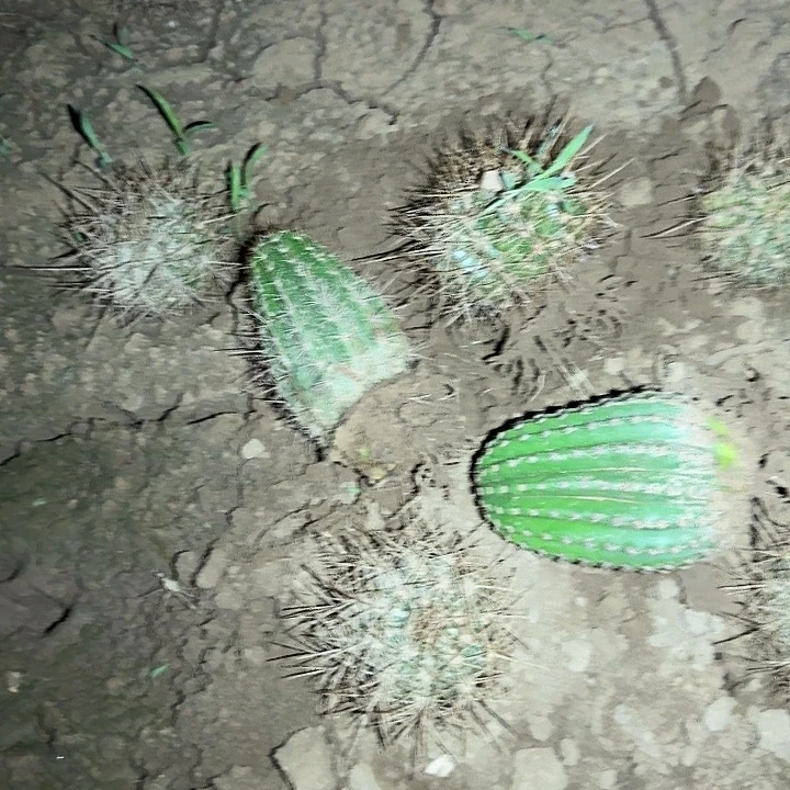 人***见河岸。克斯丁。茉莉。带根毛花柱