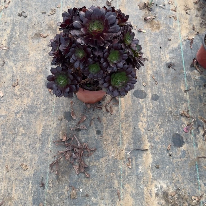 一单包邮不包侧枝11