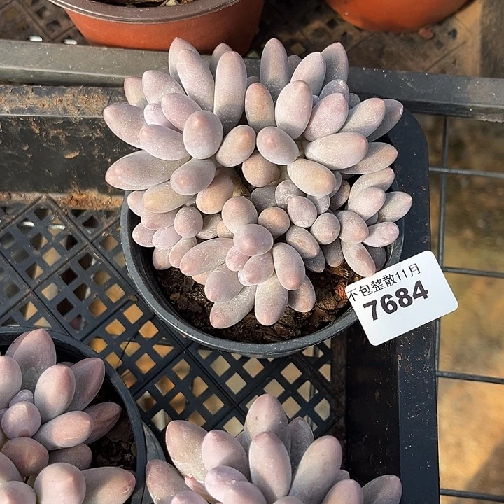 阿雅园艺。         7684汤圆