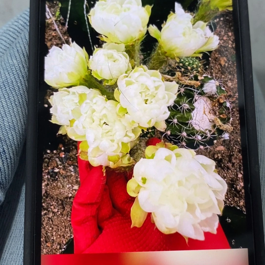 新品丽花L19母本绣谱