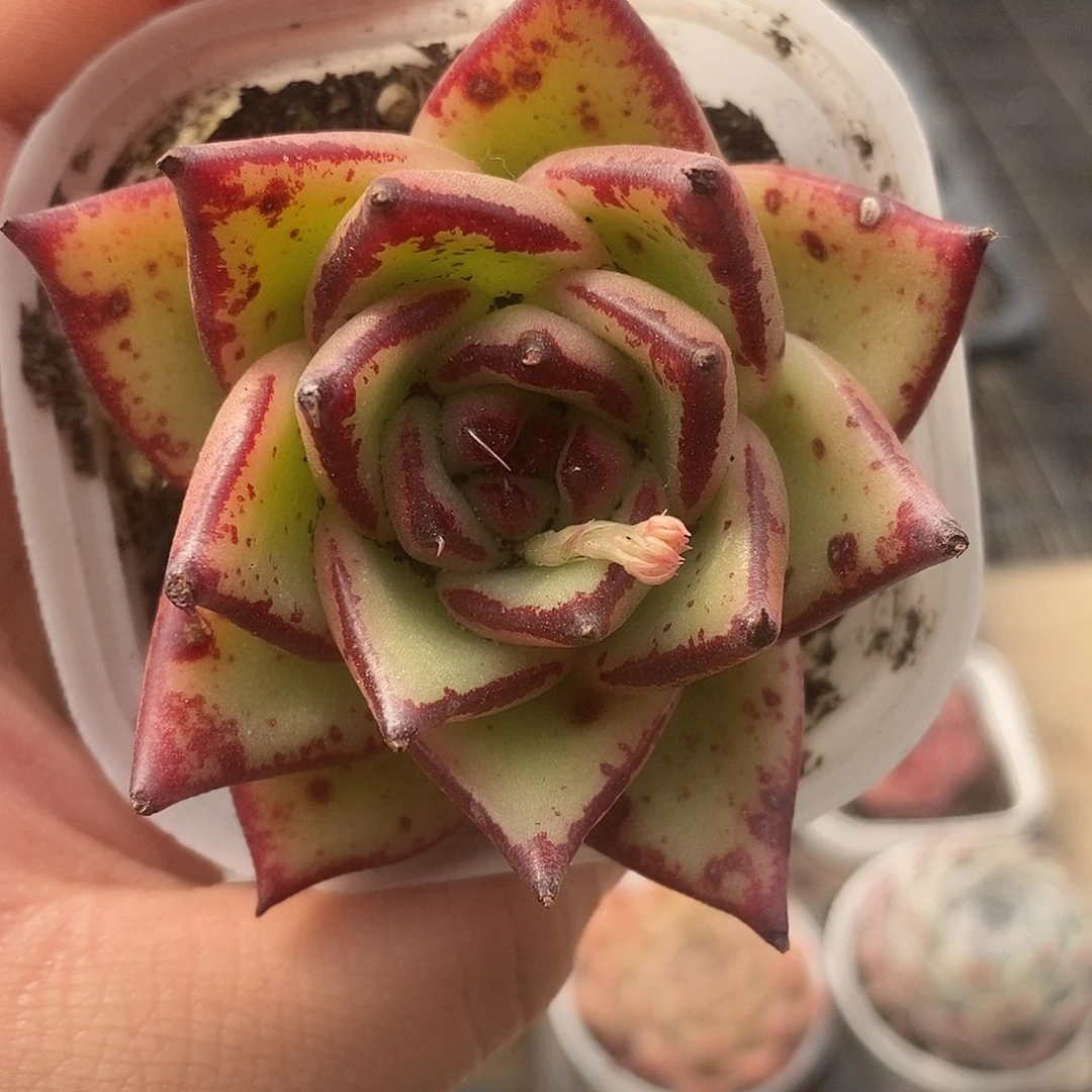 可爱肉肉喜欢拍104